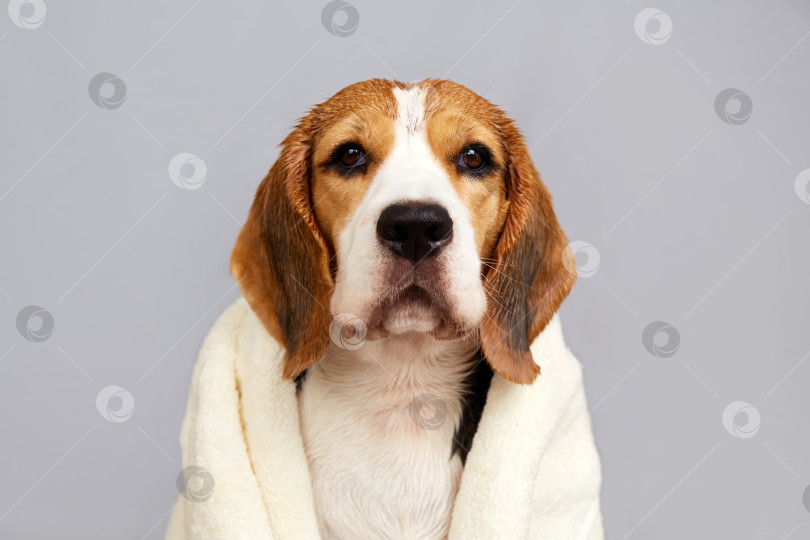 Скачать Промокните собаку породы бигль белым полотенцем после купания фотосток Ozero