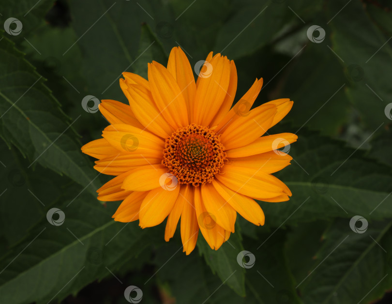 Скачать Оранжевый одиночный цветок на фоне зеленых листьев фотосток Ozero