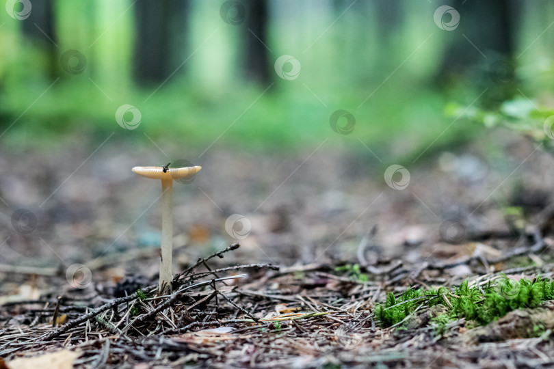 Скачать Один гриб в лесу крупным планом фотосток Ozero
