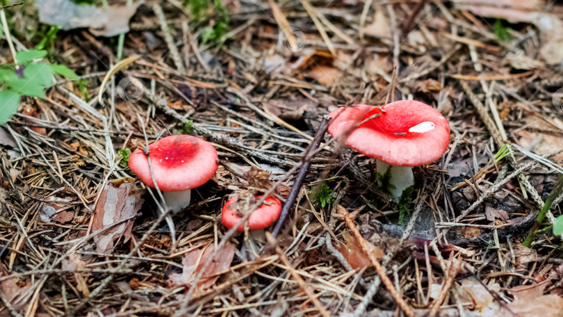Скачать Три красных гриба в лесу крупным планом фотосток Ozero