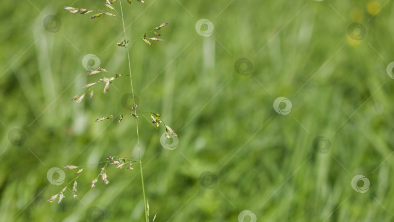 Скачать Зеленая трава с семенами на стебле фотосток Ozero