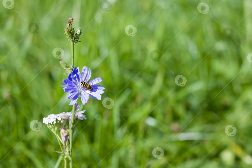 Скачать Оса на голубом цветке крупным планом фотосток Ozero