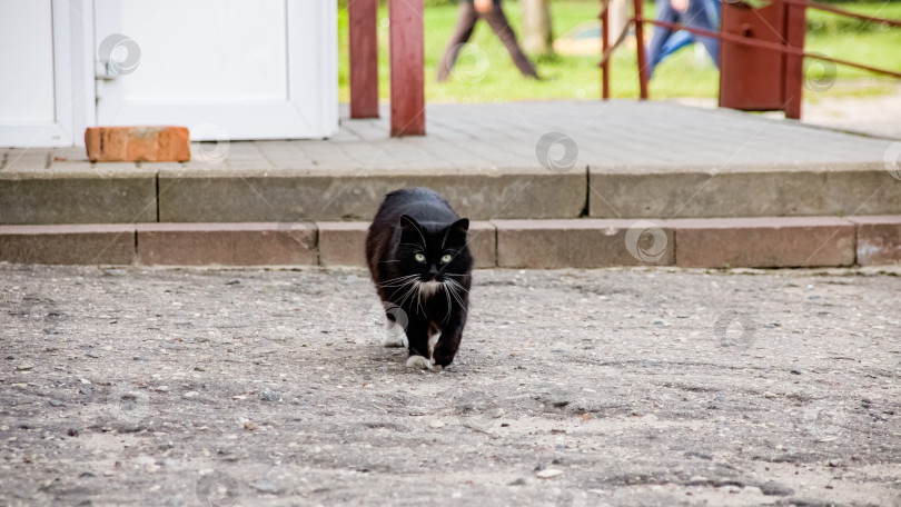 Скачать Черный кот, идущий по асфальту крупным планом фотосток Ozero