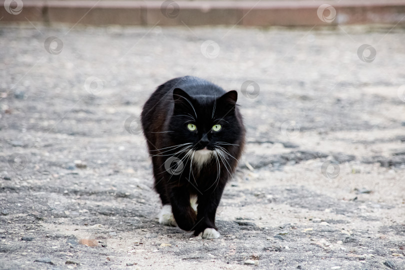 Скачать Черный кот, идущий по асфальту крупным планом фотосток Ozero
