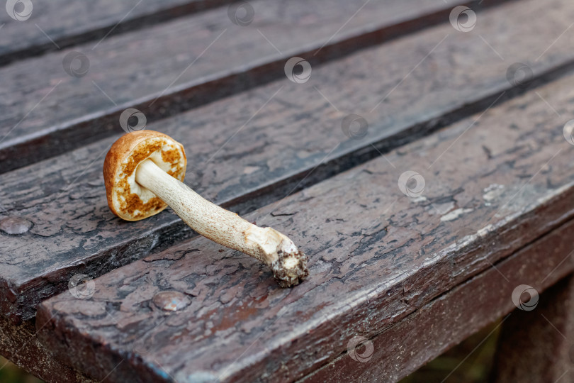 Скачать Съедобный гриб лежит на деревянном столе фотосток Ozero