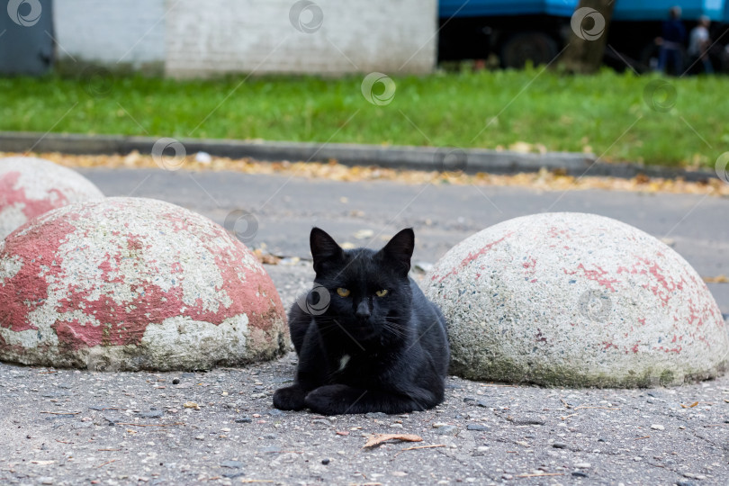 Скачать Бездомный черный кот лежит на тротуаре фотосток Ozero