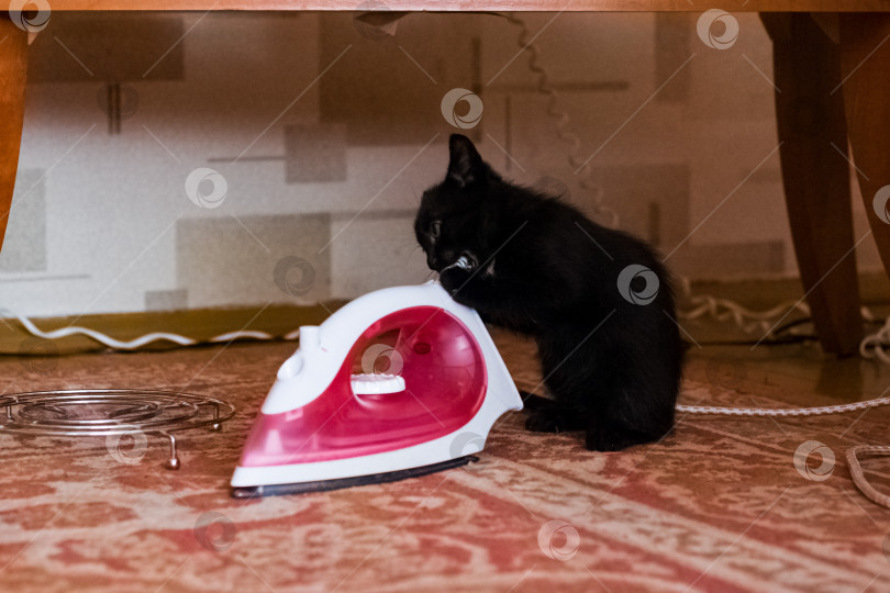 Скачать Черный котенок грызет провод от бытовой техники фотосток Ozero