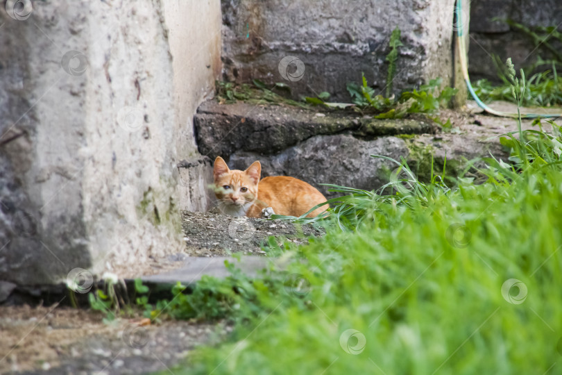 Скачать Испуганный рыжий котенок прячется в траве фотосток Ozero