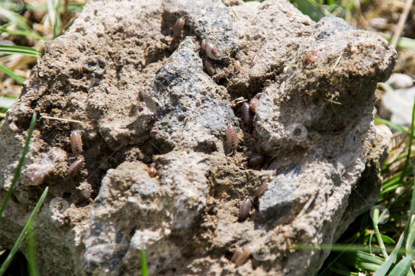 Скачать Коричневые жуки ползают по серому камню фотосток Ozero