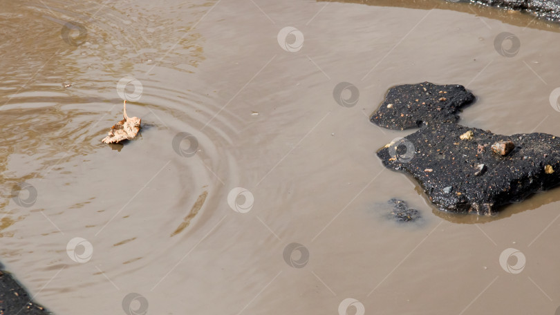 Скачать Желтый лист плавает в луже грязной воды фотосток Ozero