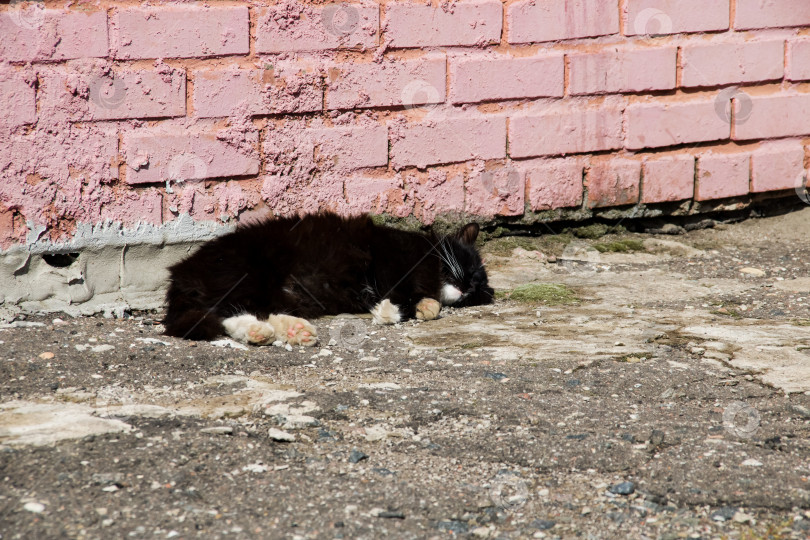 Скачать Ласковый черный кот с белыми лапами лежит на асфальте фотосток Ozero