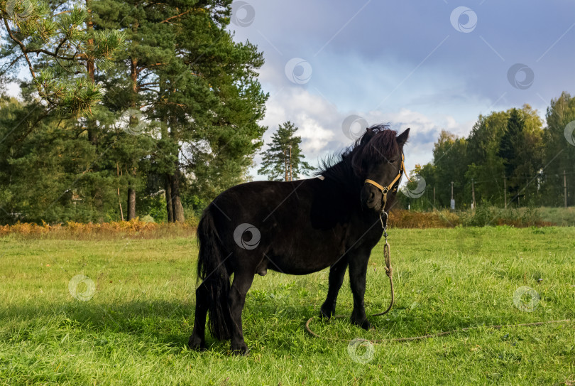 Скачать Черный пони пасется на зеленом лугу фотосток Ozero