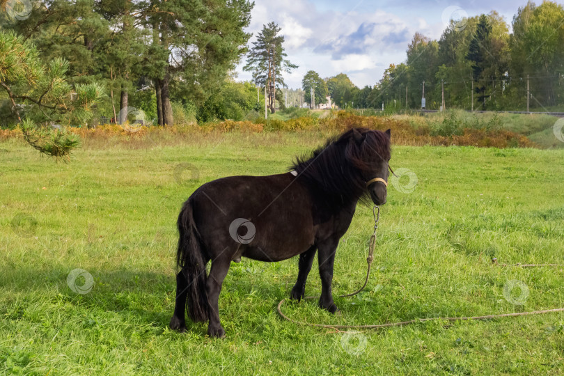 Скачать Черный пони пасется на зеленом лугу фотосток Ozero