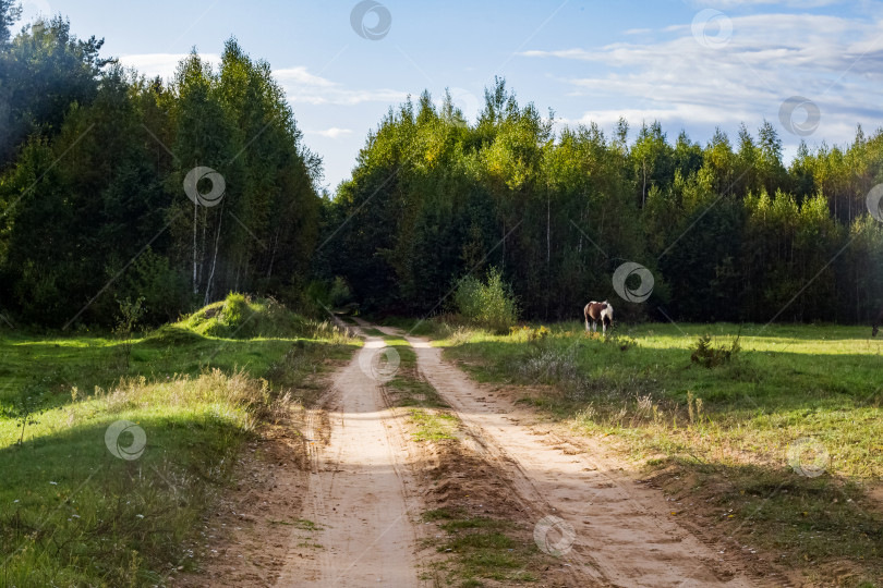Скачать Песчаная дорога в сельской местности рядом с лесом фотосток Ozero