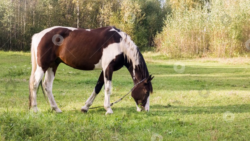 Скачать Пятнистая лошадь пасется на зеленом лугу фотосток Ozero