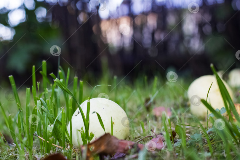Скачать Зеленые яблоки лежат среди зеленой травы фотосток Ozero
