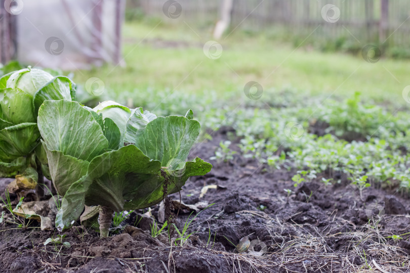 Скачать На огороде растет зеленый кочан капусты фотосток Ozero