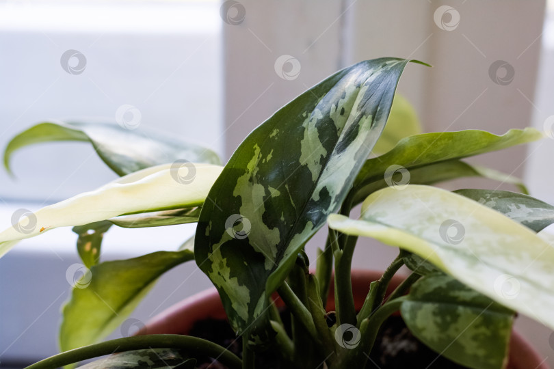 Скачать Зеленые листья домашнего растения на подоконнике фотосток Ozero