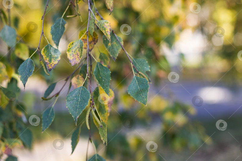 Скачать Желтеющие березовые листья на ветке крупным планом фотосток Ozero