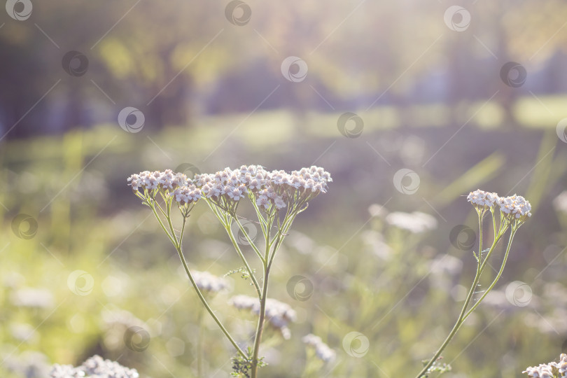 Скачать Маленький белый цветок в ярком солнечном свете крупным планом фотосток Ozero