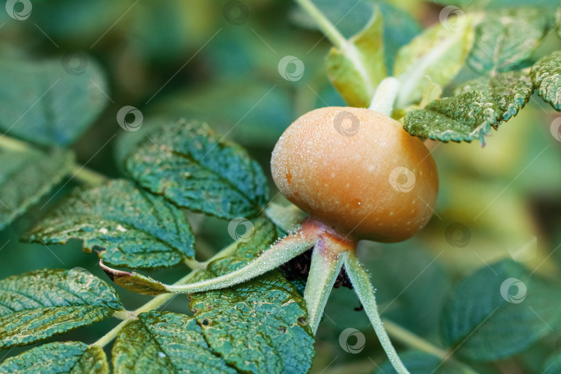 Скачать Плоды шиповника среди зеленых листьев крупным планом фотосток Ozero