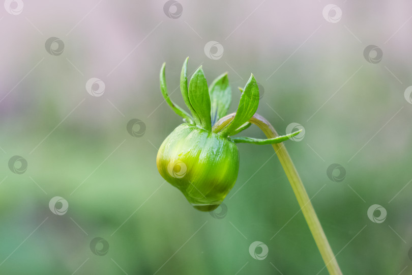 Скачать Зеленый бутон цветка на стебле крупным планом фотосток Ozero