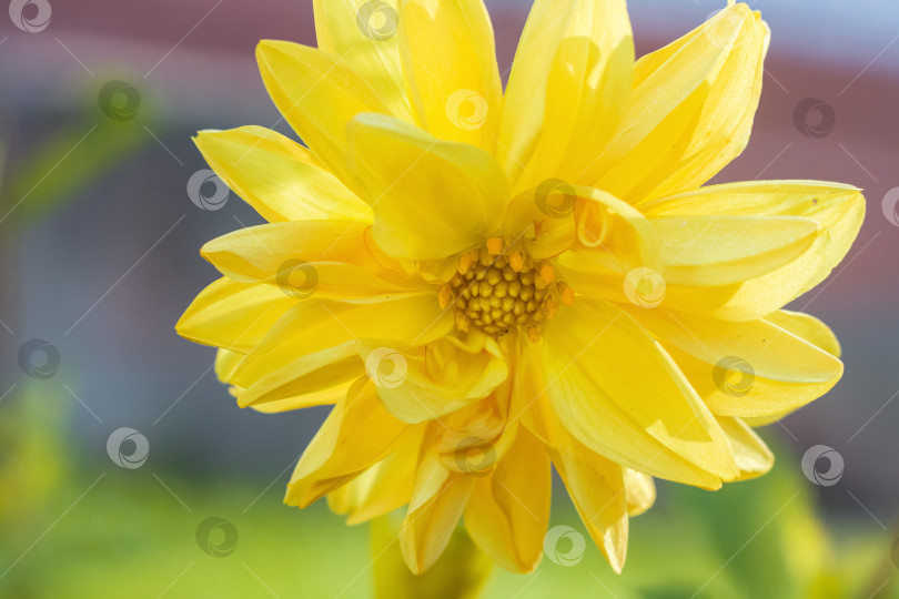 Скачать Цветок из желтых лепестков и капель воды крупным планом фотосток Ozero