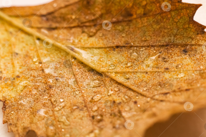 Скачать Желтый лист на ветвях дерева с каплями росы фотосток Ozero