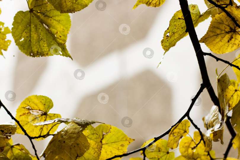 Скачать Желтые листья на ветвях деревьев с каплями росы фотосток Ozero