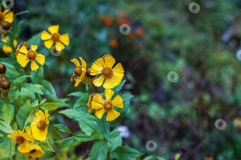 Скачать Желтые цветы с каплями росы на фоне зелени фотосток Ozero