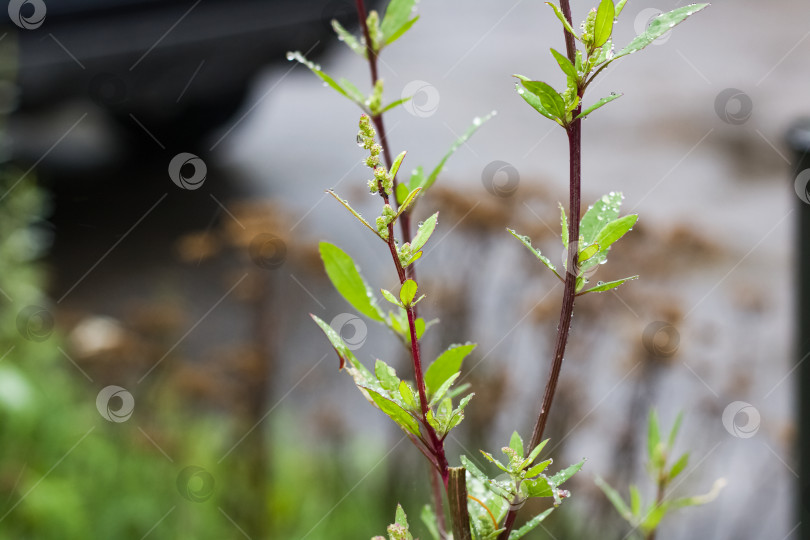 Скачать Зеленые листья на ветвях с каплями росы фотосток Ozero