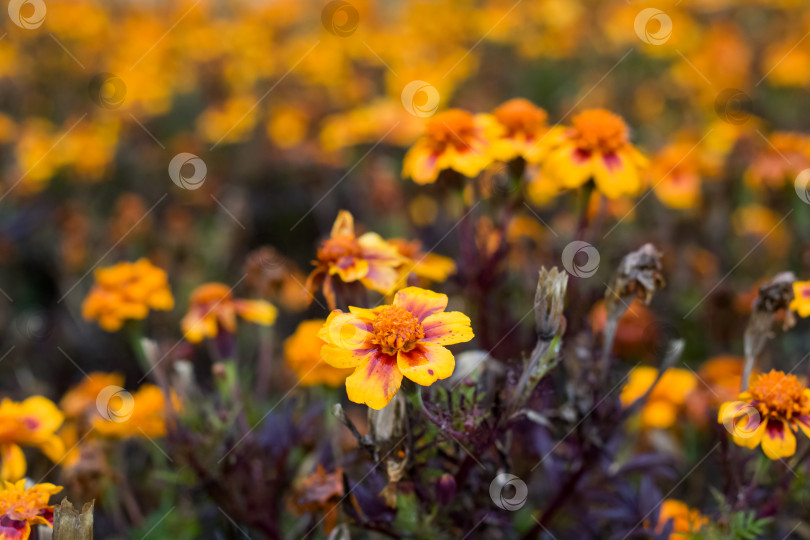 Скачать Желтый цветок с каплями росы на фоне цветов фотосток Ozero
