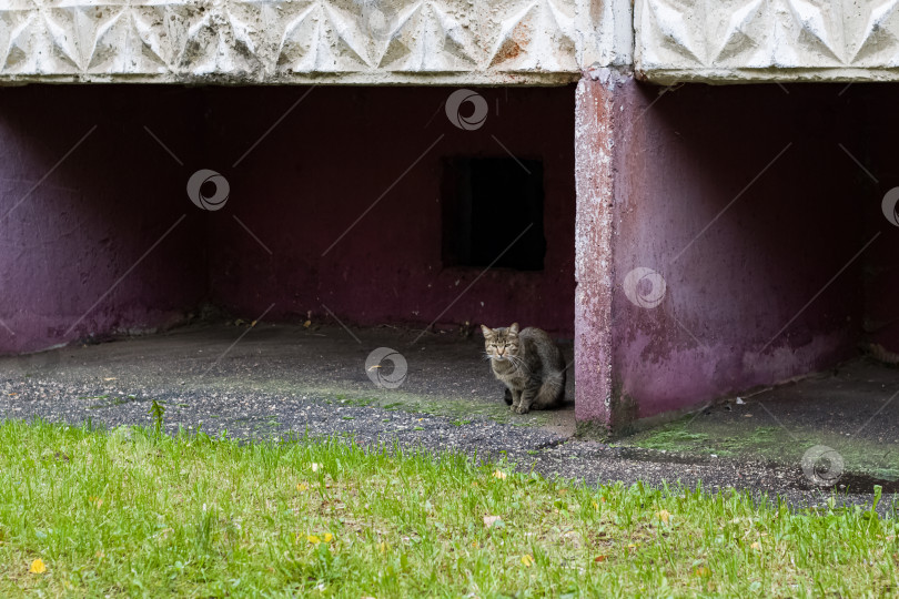 Скачать Серая испуганная полосатая кошка сидит в углу фотосток Ozero