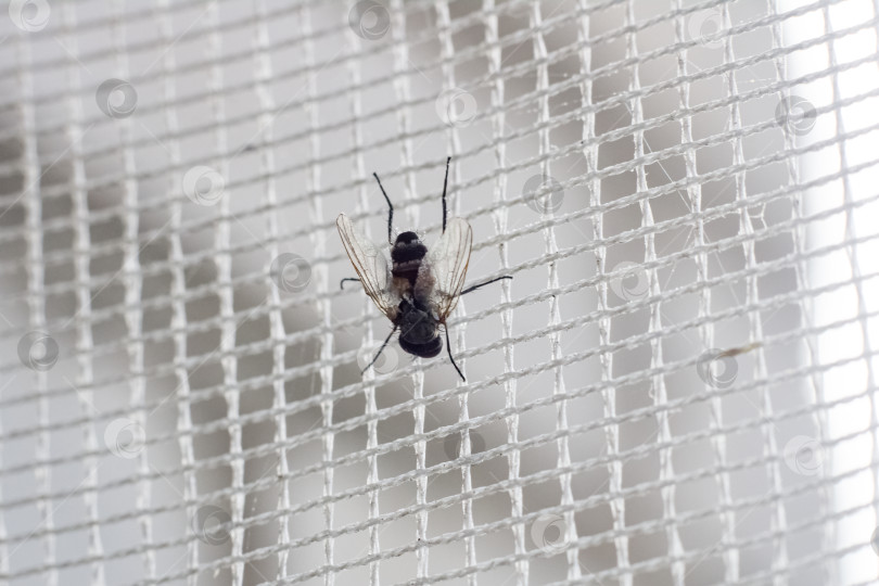 Скачать Черная муха садится на сетку крупным планом фотосток Ozero