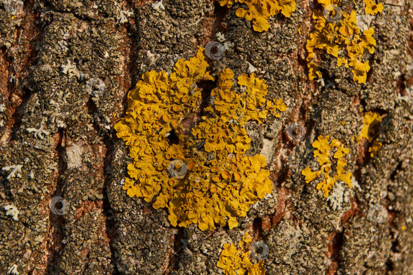 Скачать Стенчатая ксантория (лат. Xanthoria parietina) - лишайник семейства телохистовые, вид рода ксантория. фотосток Ozero