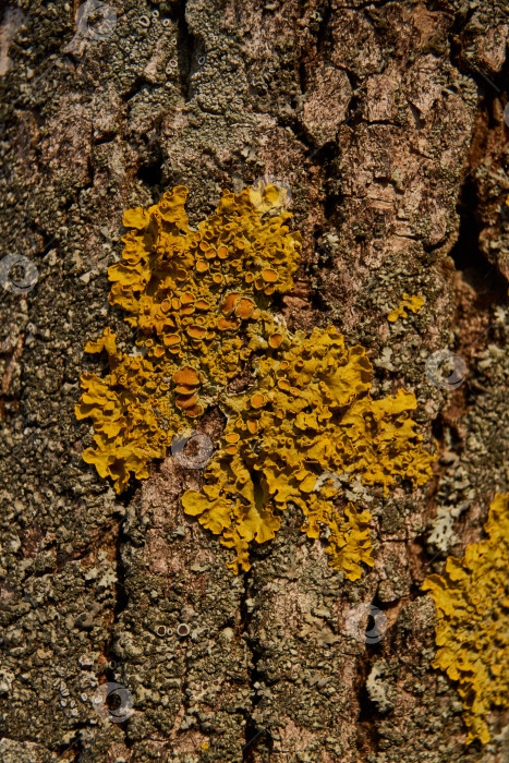 Скачать Стенчатая ксантория (лат. Xanthoria parietina) - лишайник семейства телохистовые, вид рода ксантория. фотосток Ozero