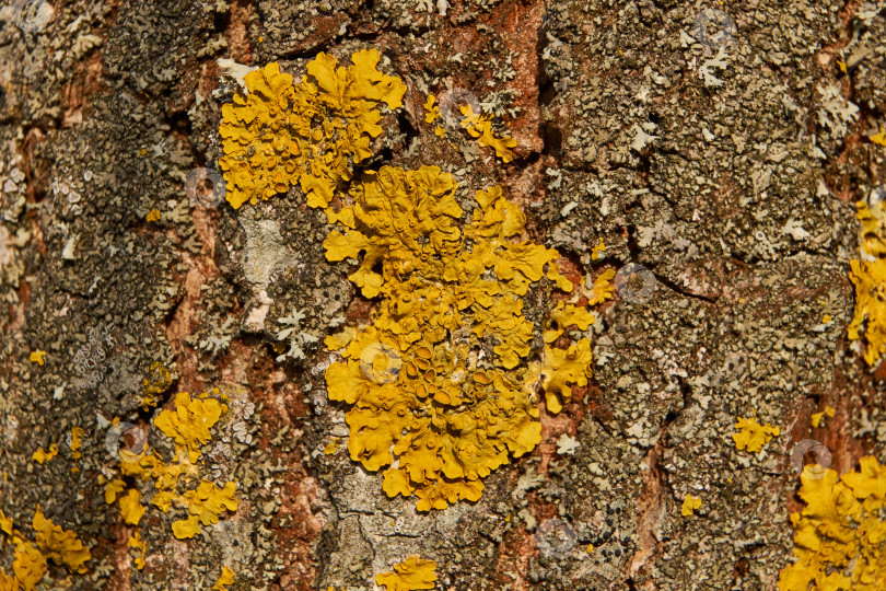 Скачать Стенчатая ксантория (лат. Xanthoria parietina) - лишайник семейства телохистовые, вид рода ксантория. фотосток Ozero