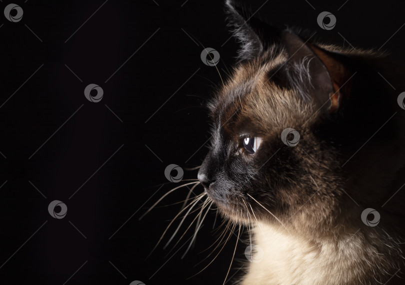 Скачать Мордочка сиамской кошки в профиль на черном фоне. фотосток Ozero