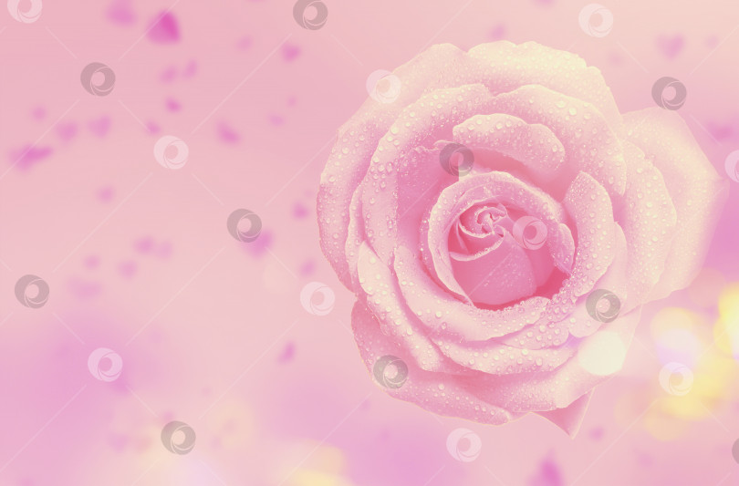 Скачать Цветок розовой розы цветок розы на праздничном фоне. Красивая большая роза и летящее размытое сердце. Символ любви. Дизайн валентинки. фотосток Ozero
