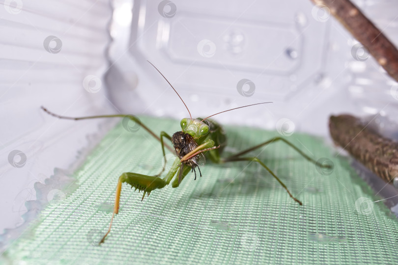 Скачать Обыкновенный богомол (лат. Mantis religiosa) съедает муху фотосток Ozero