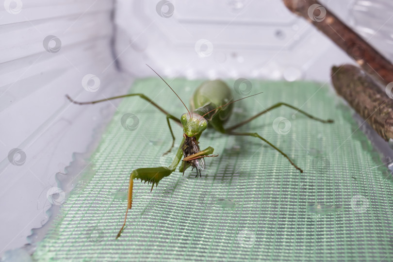 Скачать Обыкновенный богомол (лат. Mantis religiosa) съедает муху фотосток Ozero