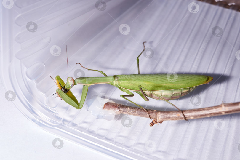 Скачать Обыкновенный богомол (лат. Mantis religiosa) съедает муху фотосток Ozero