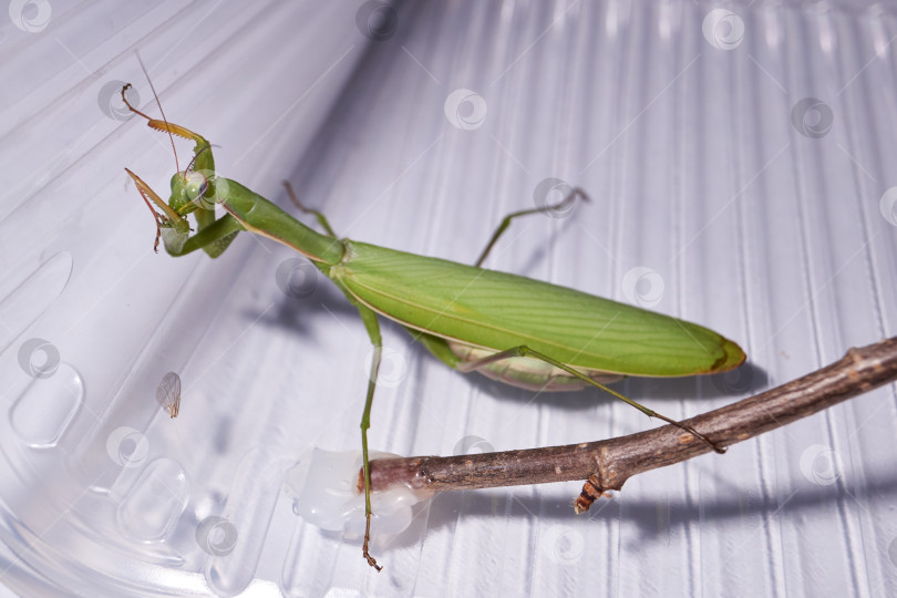 Скачать Обыкновенный богомол (лат. Mantis religiosa) тщательно моет передние конечности после еды фотосток Ozero