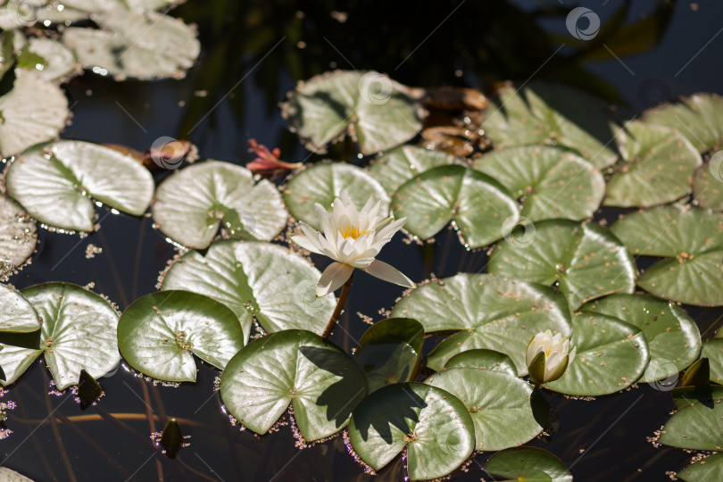 Скачать Белая водяная лилия распустилась в пруду. Красота в природе. фотосток Ozero