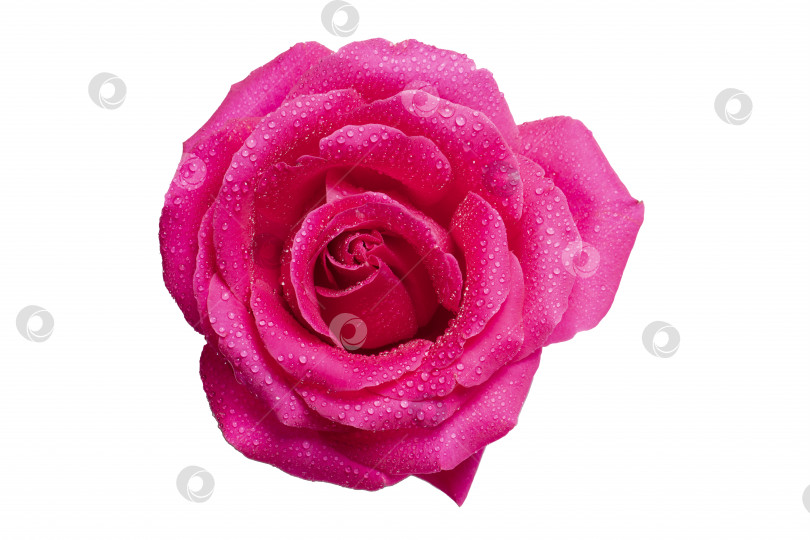 Скачать Розовая роза с каплями росы крупным планом на белом фоне. фотосток Ozero