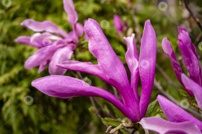 Скачать Лепестки большого розового цветка магнолии Сьюзен (Magnolia liliiflora x Magnolia stellata) в пасмурный день на размытом фоне вечнозеленых растений. фотосток Ozero