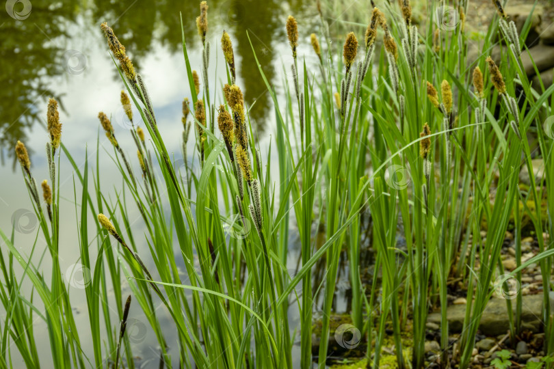 Скачать Carex melanostachya, осока черная (Carex nigra), Черная или обыкновенная осока цветет на берегу волшебного пруда среди камней. фотосток Ozero