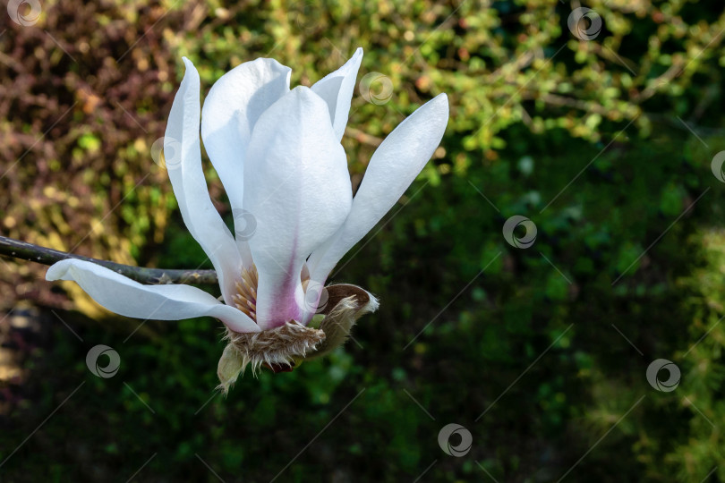 Скачать Большой белый цветок магнолии на размытом фоне вечнозеленых растений и натуральных камней. фотосток Ozero