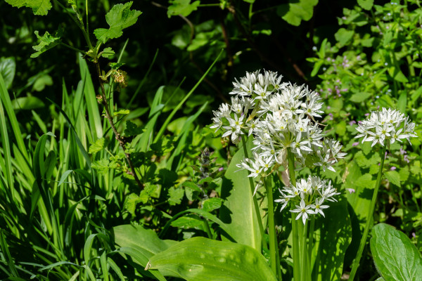[object Object] undefined