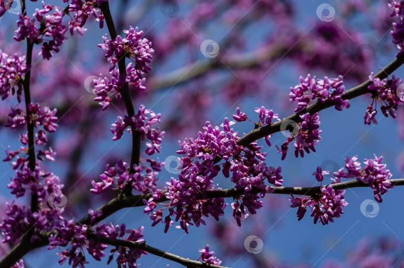 Скачать Крупный план фиолетовых цветов на ветке восточной Редбадии или восточной редбадии канадской Cercis canadensis на размытом фоне голубого неба. фотосток Ozero